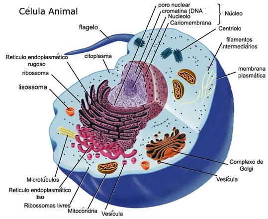 CELULA at emaze Presentation