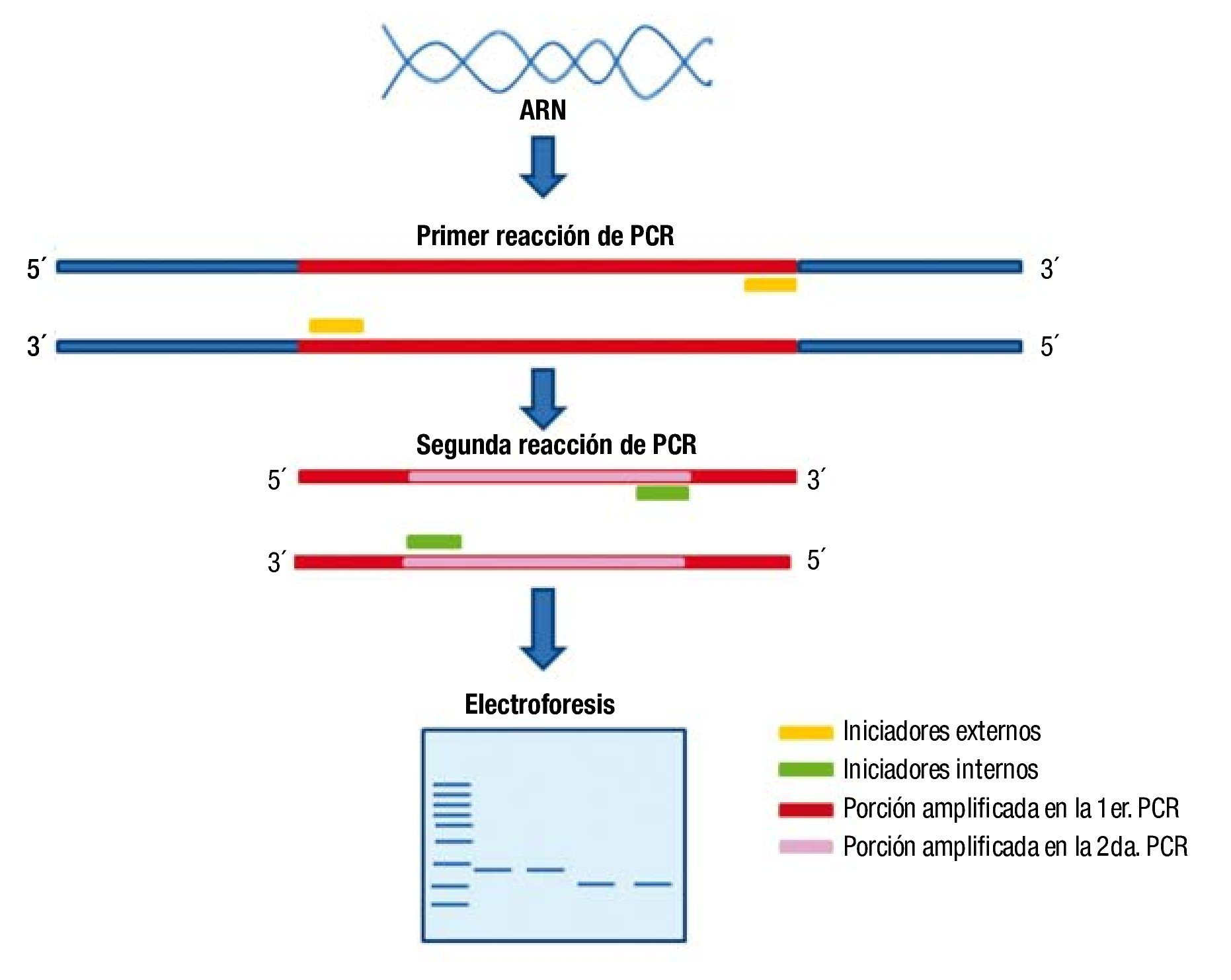 Гельмо скрин пцр. Гнездовая ПЦР схема. Вложенная ПЦР nested PCR. Вложенная полимеразная цепная реакция.