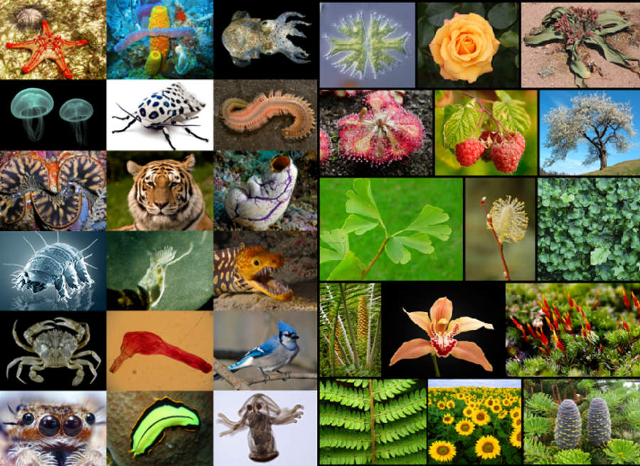 Количество живых организмов на земле. Живые существа. Разнообразные живые организмы. Многообразие видов. Разнообразие жизни на земле.