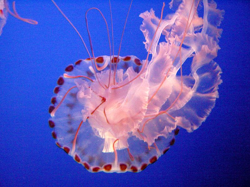Jellyfish Dec 2015 On Emaze