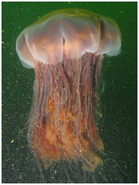 Jellyfish Dec 2015 On Emaze