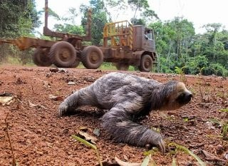 animals in danger of extinction because of deforestation Habitat loss and endangered animals search this site home what is habitat loss lots of species are endangered because of deforestation, including orangutans. animals in danger of extinction because of deforestation Habitat loss and endangered animals search this site home what is habitat loss lots of species are endangered because of deforestation, including orangutans.