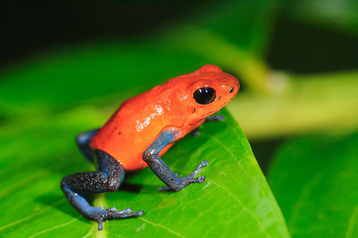 Poison Dart Frogs on emaze