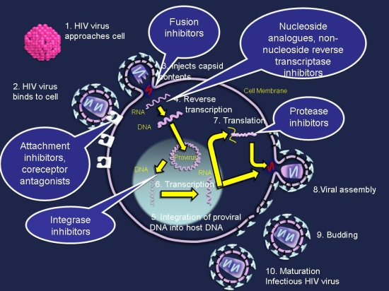 HIV and the CCR5 Mutation PPT.pptx at emaze Presentation