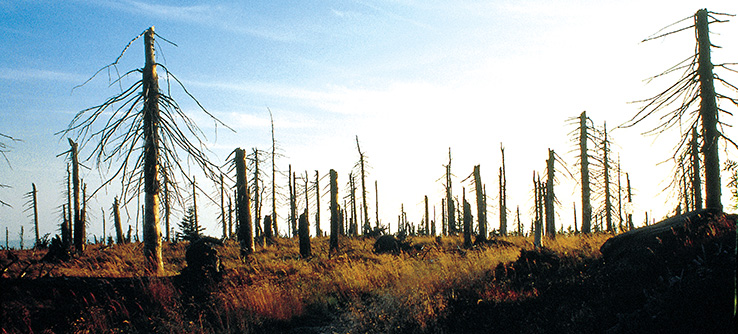 после кислотного. кислотные дожди. кислотные дожди. кислотные дожди. после кислотного.