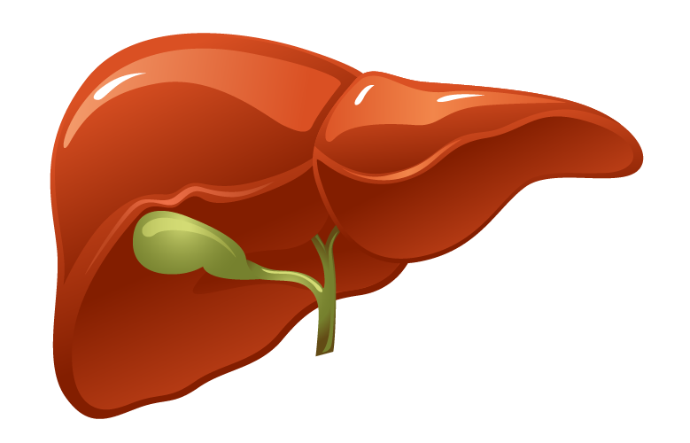 Glucosa almacen organismo de en el