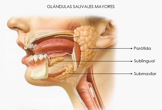 Resultado de imagen de GIFS glandulas salivales