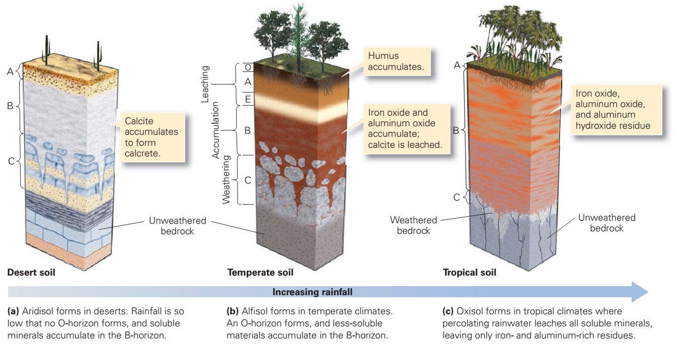 Tropical Rainforest To Hot Desert On Emaze