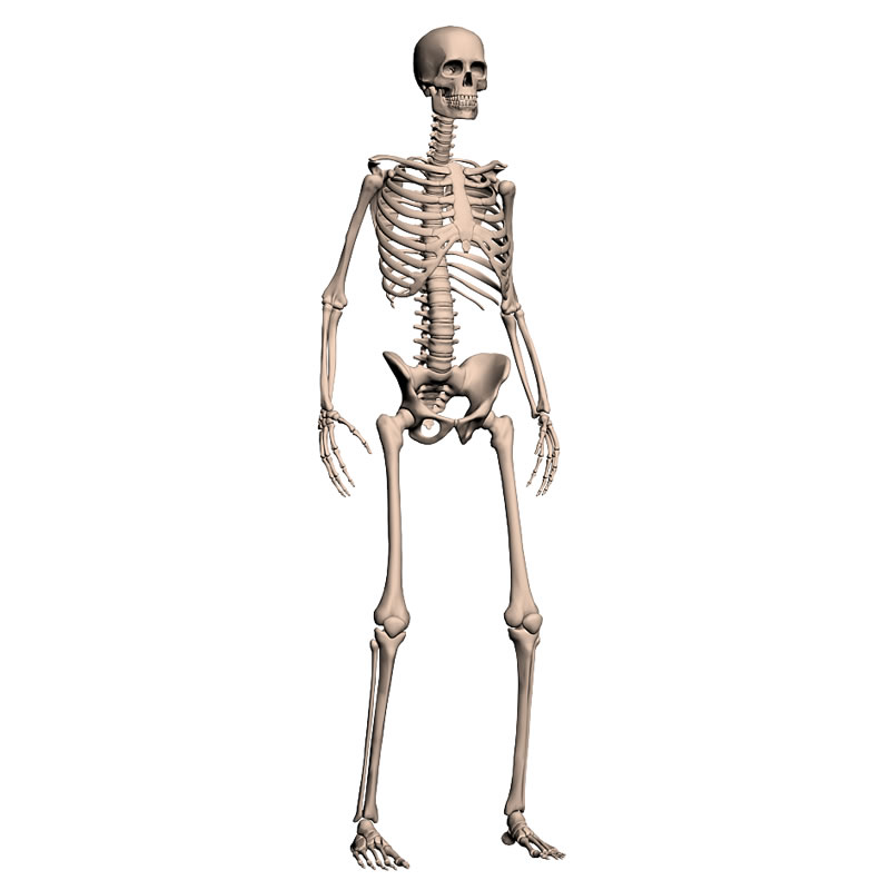 Скелет. Скелет на белом фоне. Человеческий скелет.