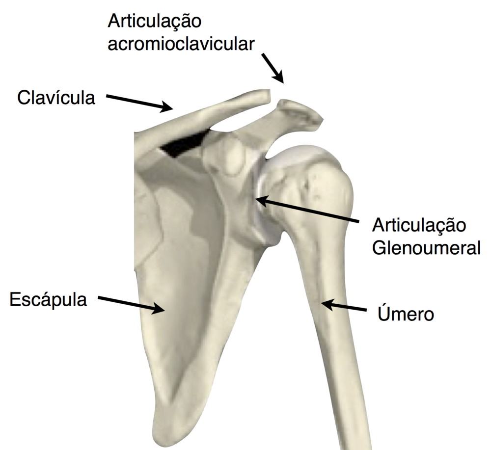 Anatomia At Emaze Presentation