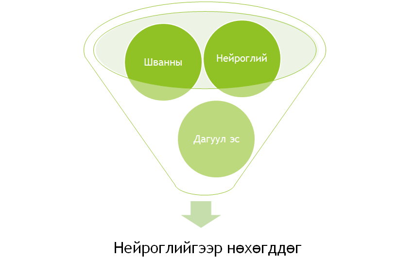 Ургал мэдрэлийн тогтолцоо on emaze