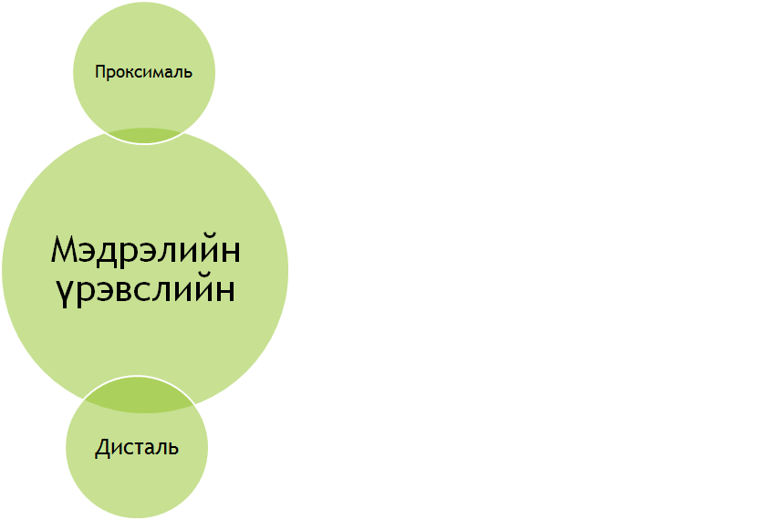 Ургал мэдрэлийн тогтолцоо on emaze