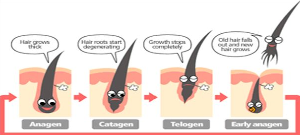 Анаген телоген катаген картинка