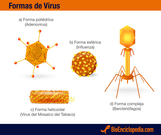 Понятно вирус. Кристаллизованные вирусы. Los virus структура. Вирус Харанский вирус. Смешанная форма вируса.