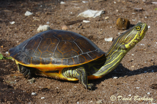 Chicken turtle - Alchetron, The Free Social Encyclopedia