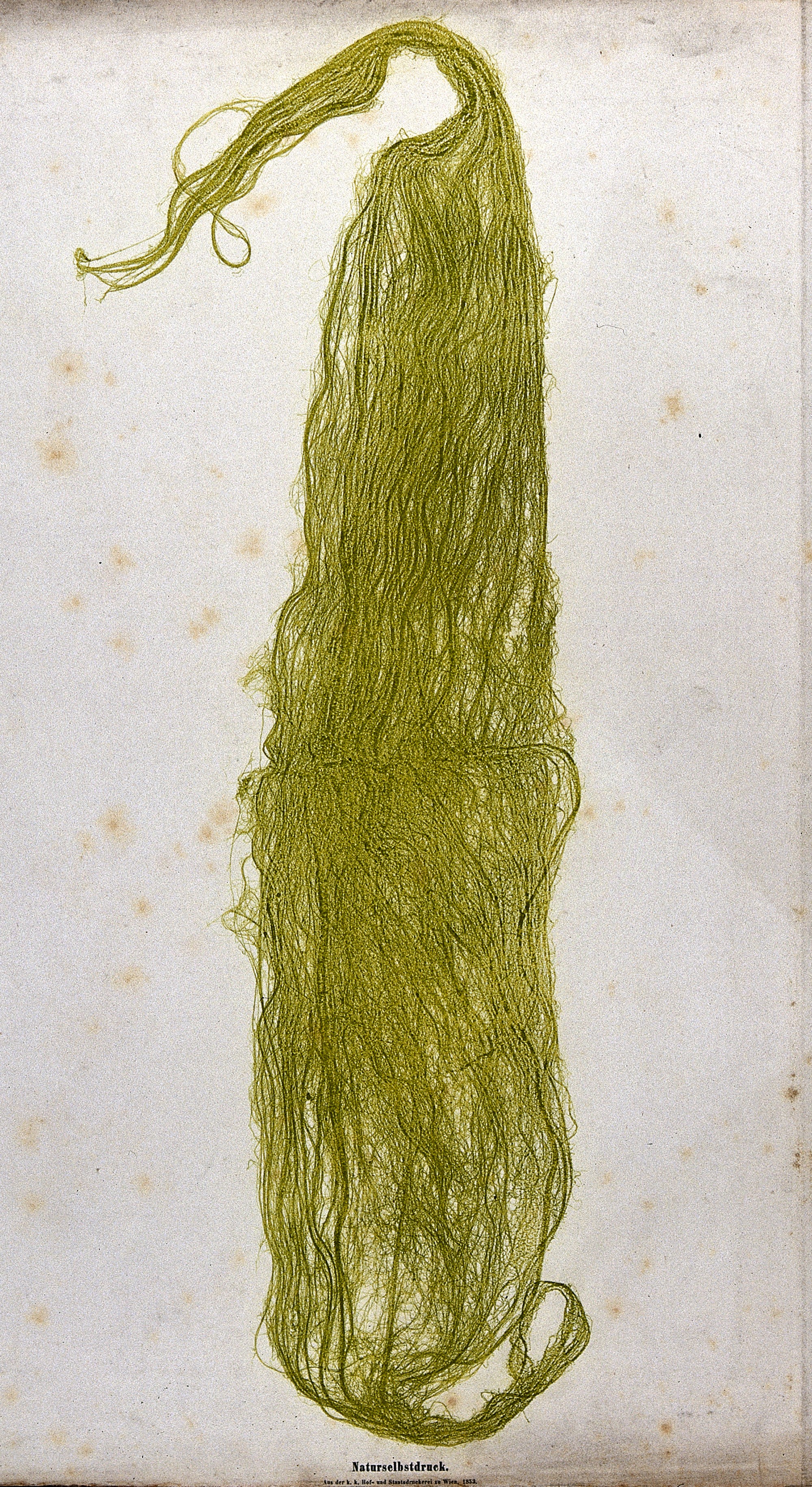 Нитчатые водоросли спирогира