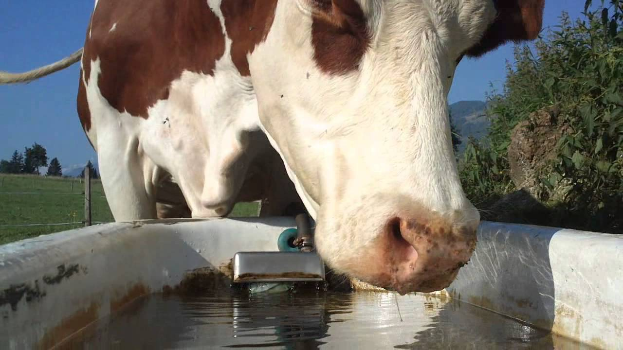 Отравление животных КРС. Жажда у животных. Корова пьет воду. Корова плохо пьет