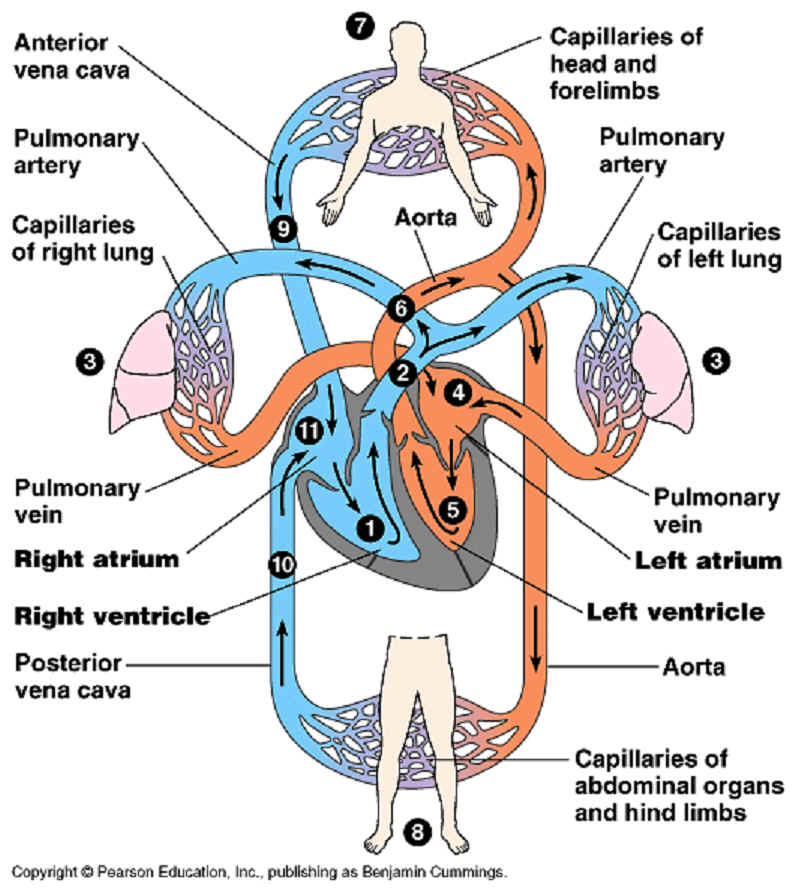 The Circulatory System on emaze