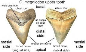 Megalodon Sharks on emaze