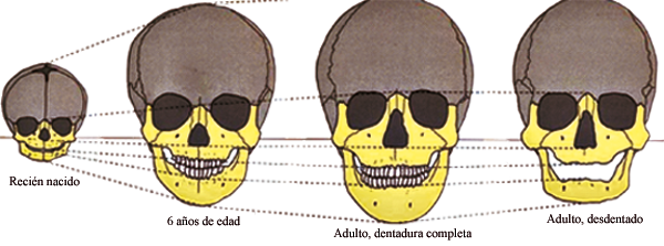 Crecimiento y desarrollo Craneofacial