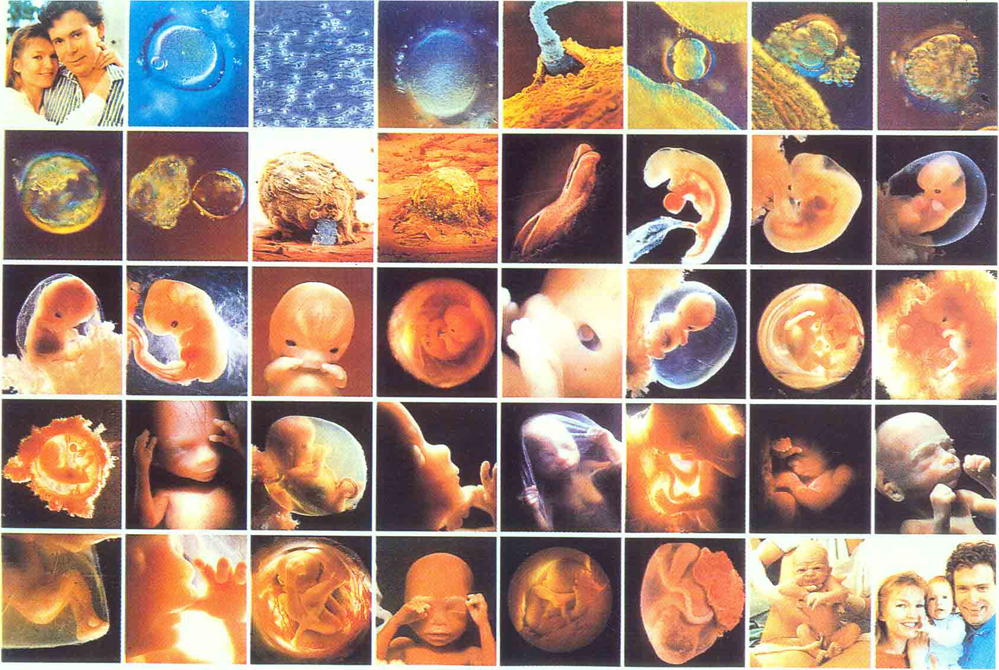 Positivo con embrión c