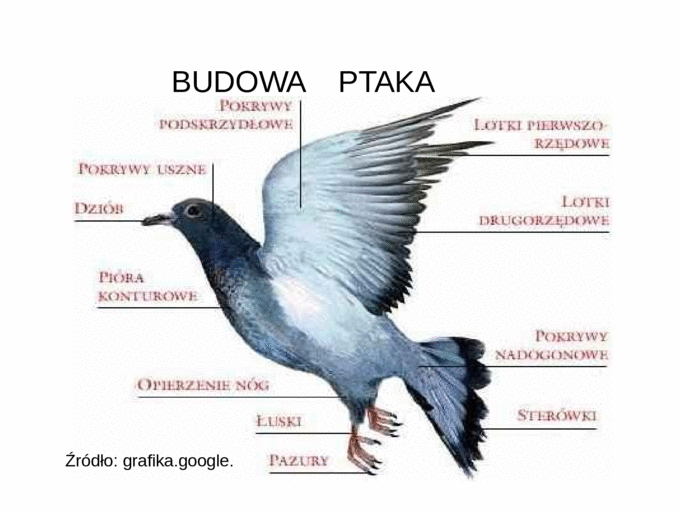 Na Czym Polega Podwójne Oddychanie U Ptaków Ptaki on emaze