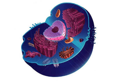 Inside Cell Model CELL MODEL at emaze Presentation