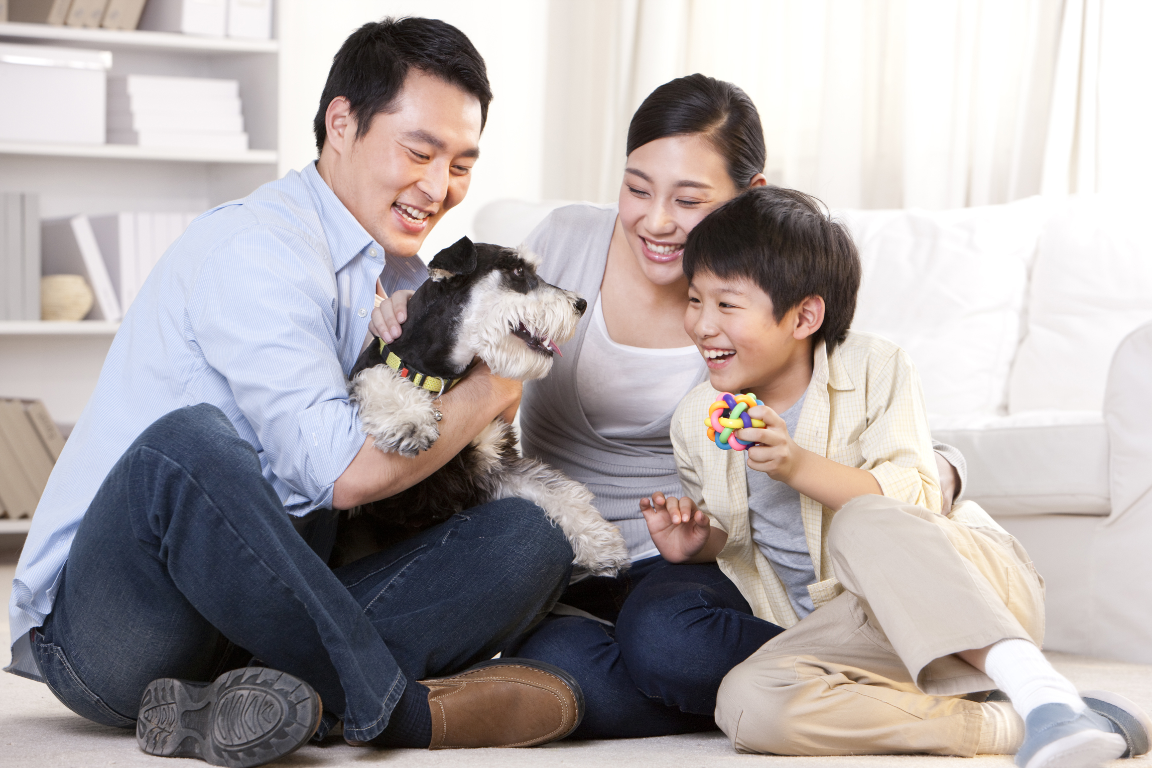 Pet family купить. Семейные собаки. Yasa Pets семьи. Животные Шанхая. Multi-Pet Family.