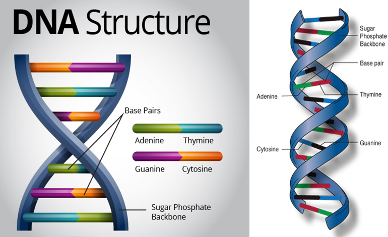 Yena dna