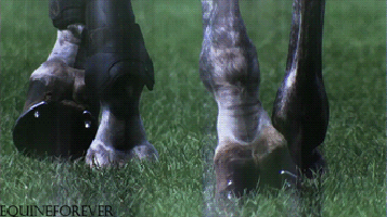 Mamabliss Werehorse