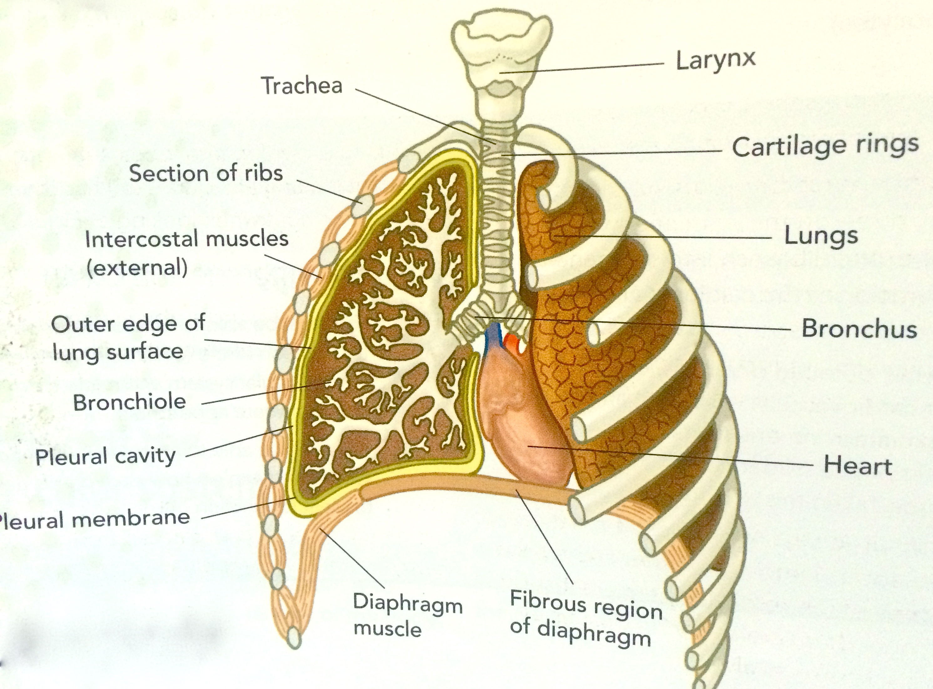 Дыхательная система анатомия английский