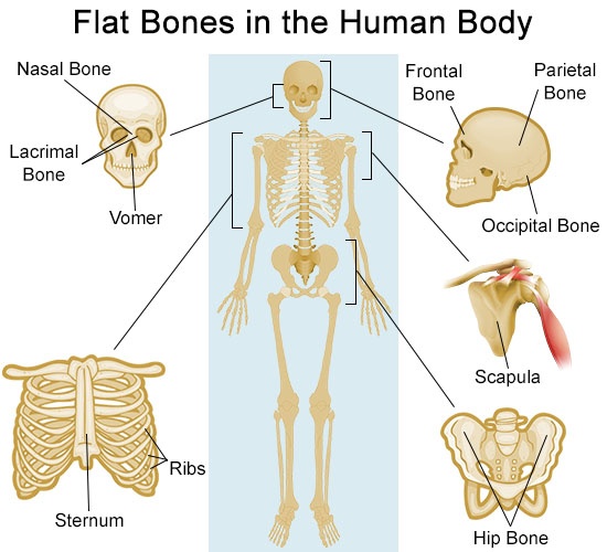 Bone am. Плоские кости. Flat Bones. Тело (биология). Flat кости 6.