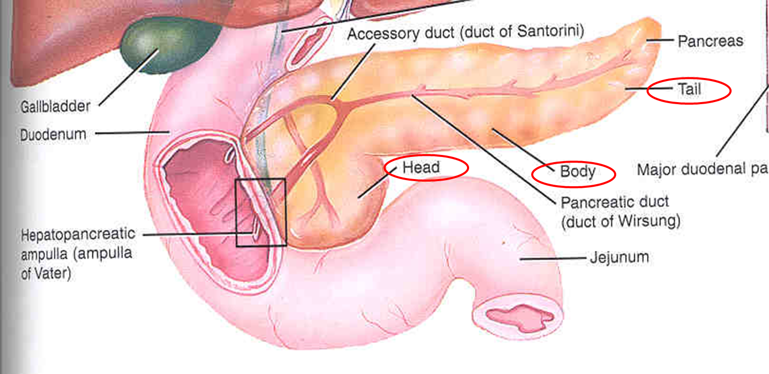 Вирсунгов проток поджелудочной железы 1мм. Вирсунгов проток поджелудочной железы норма. Санториниев проток поджелудочной железы. Вирсунгов проток поджелудочной железы расширен.