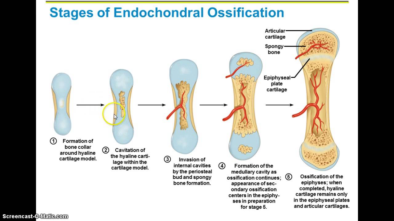 Развитие костей. Endochondral ossification. Bones formation. Bone Development. Endochondral Bone formation.