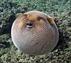 pufferfish by peta on emaze