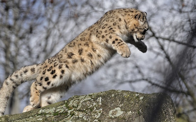 Leopardo De Las Nieves By Aneintxaurbe On Emaze