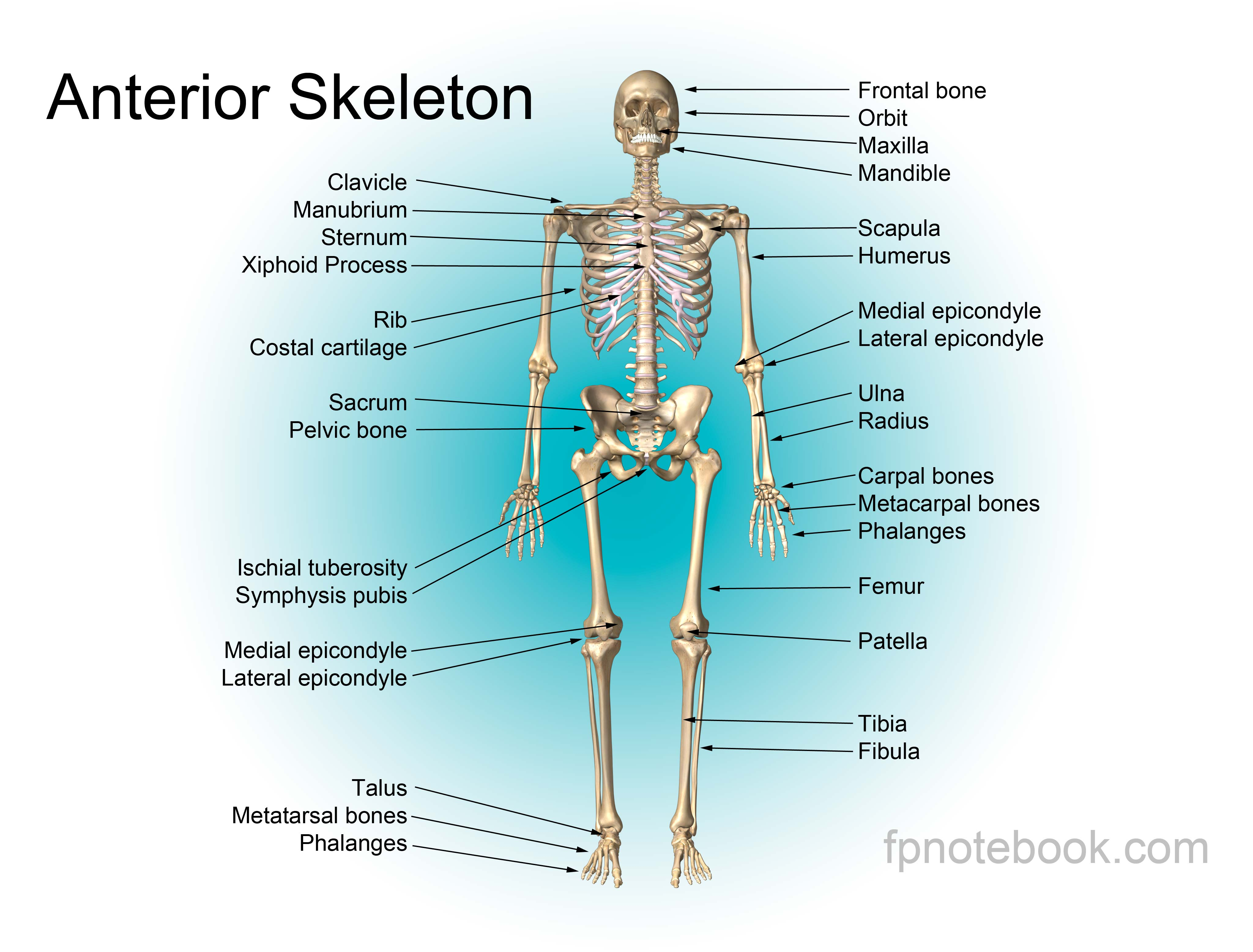 Человек латинское название. Скелет человека анатомия кости на английском. Скелет туловища человека анатомия на латинском. Кости скелета на русском и на латыни. Кости туловища на латинском анатомия.