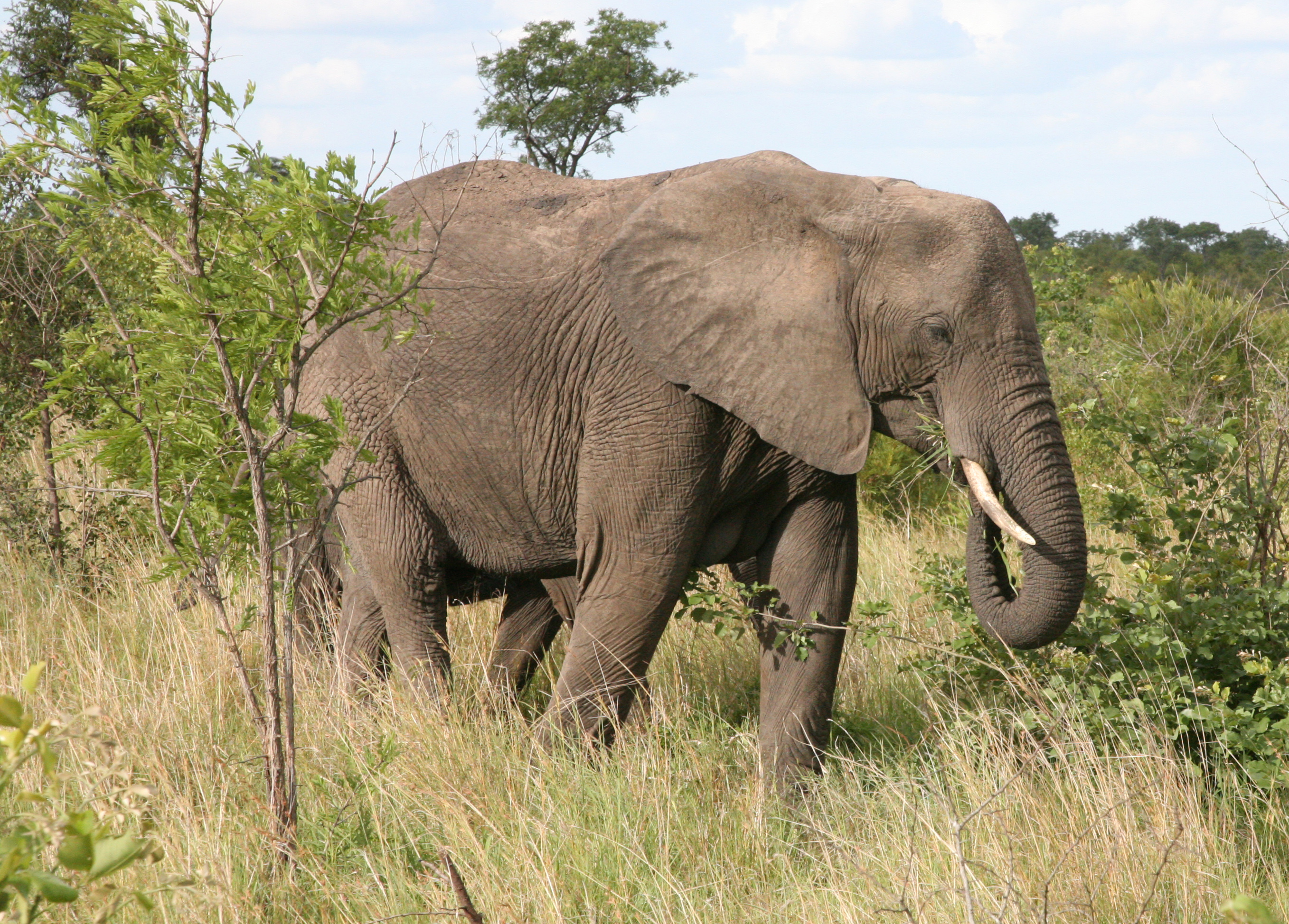 Как выглядит слоновая. Саванный Африканский слон Африки. Африканский слон слон. Африканский Лесной слон и саванный. Североафриканский слон.