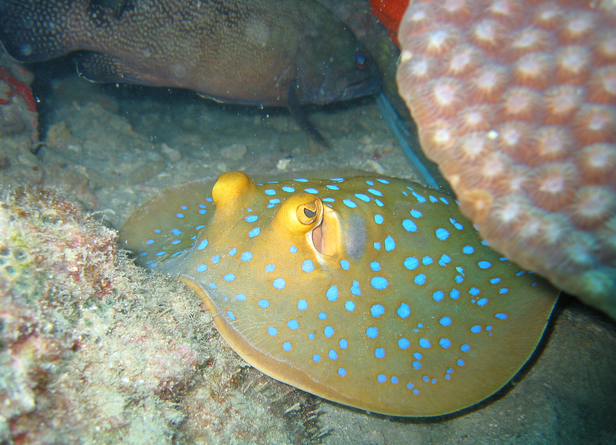 Stingray Life Cycle at emaze Presentation