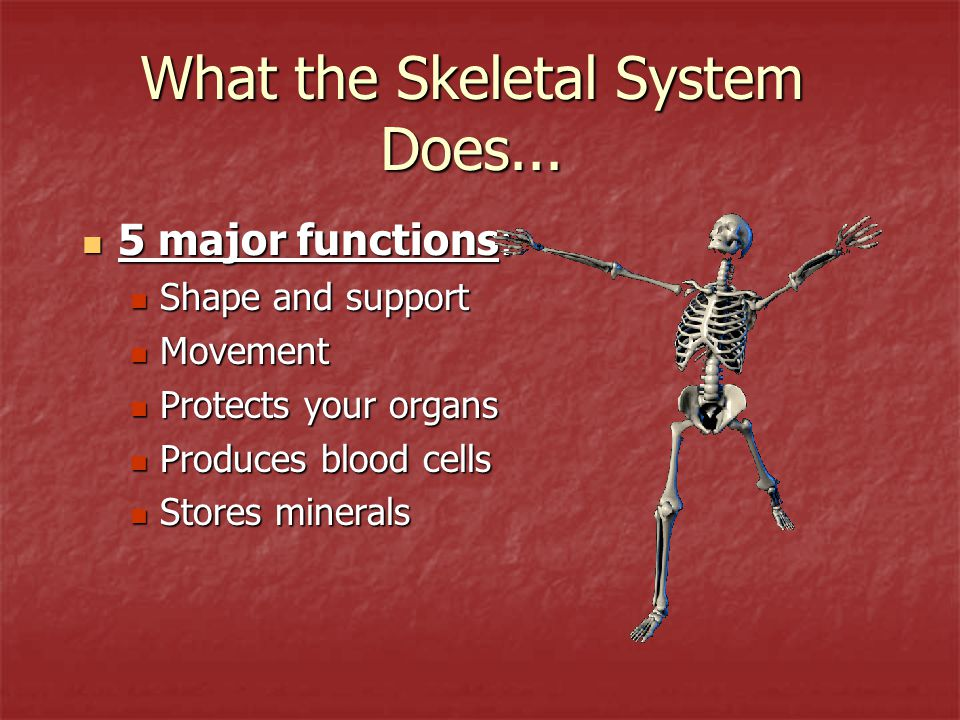 brain-stem-function-buildingfas