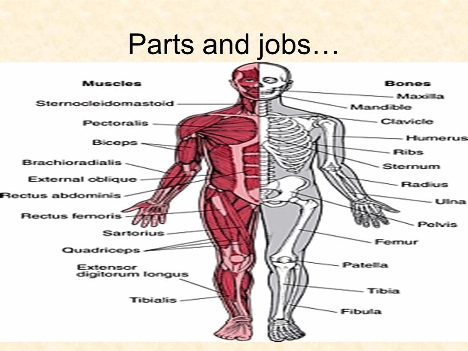 complete body anatomy