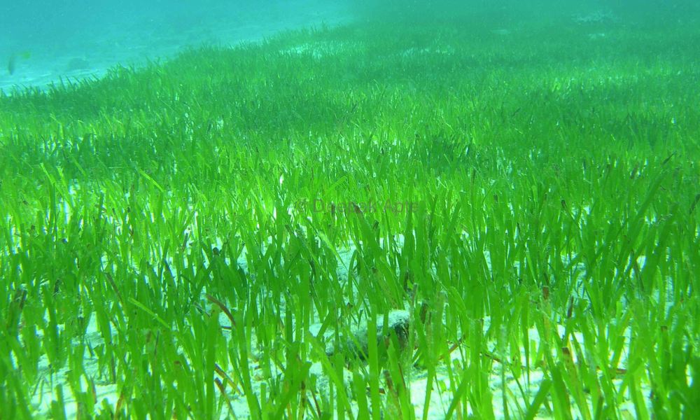 Open Ocean By Preston and Jared on emaze