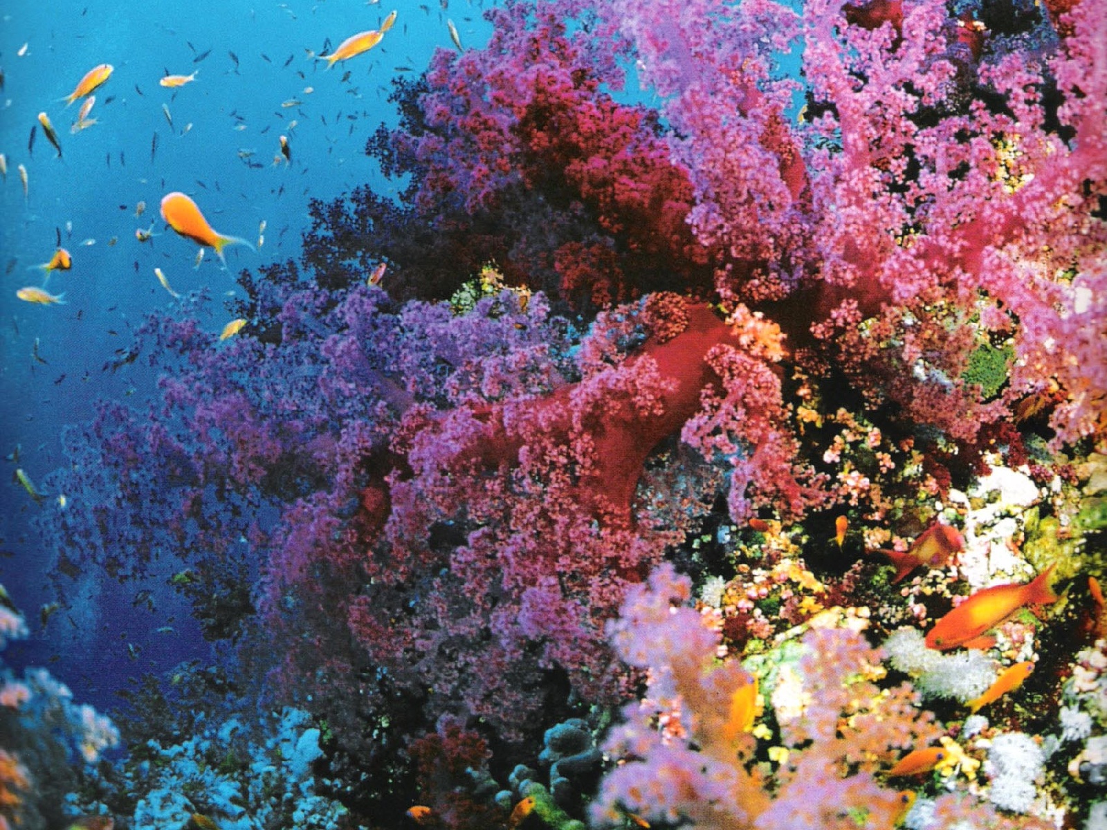 Great barrier reef corals