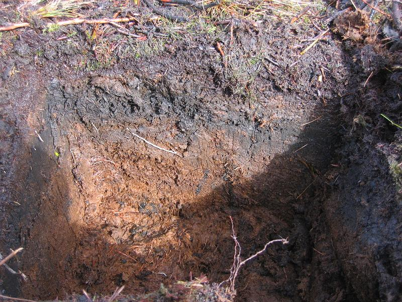 Какая почва в болотах. Болотные торфяные глеевые почвы. Торфяно глеевая почва. Торфянисто подзолистая почва. Болотные торфяно глеевые почвы.