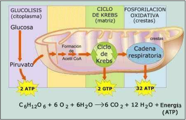 Resultado de imagen para respiracion celular aerobica