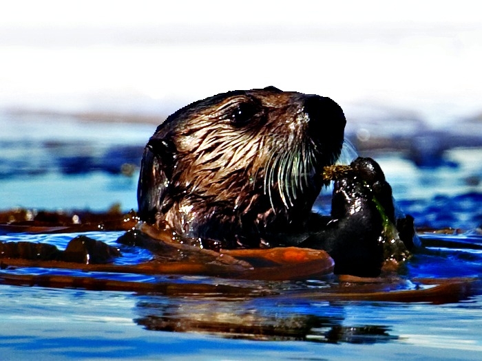 Oil Spill On Emaze