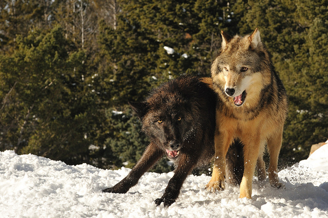 Wolf Pack And Behavior at emaze Presentation