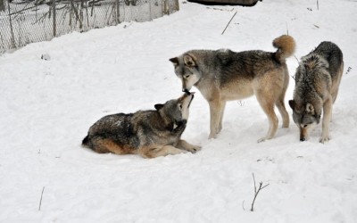 Wolf Pack And Behavior at emaze Presentation