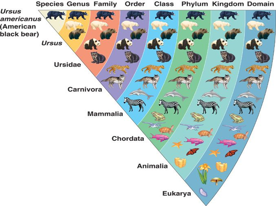 Биология фэмили. Linnean System of classification. Семейство Ursidae. Taxonomic classification. Klasse род.