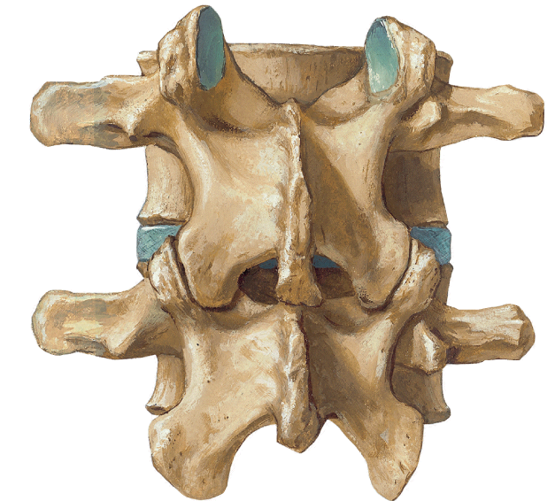 Фасеточные суставы позвоночника картинки